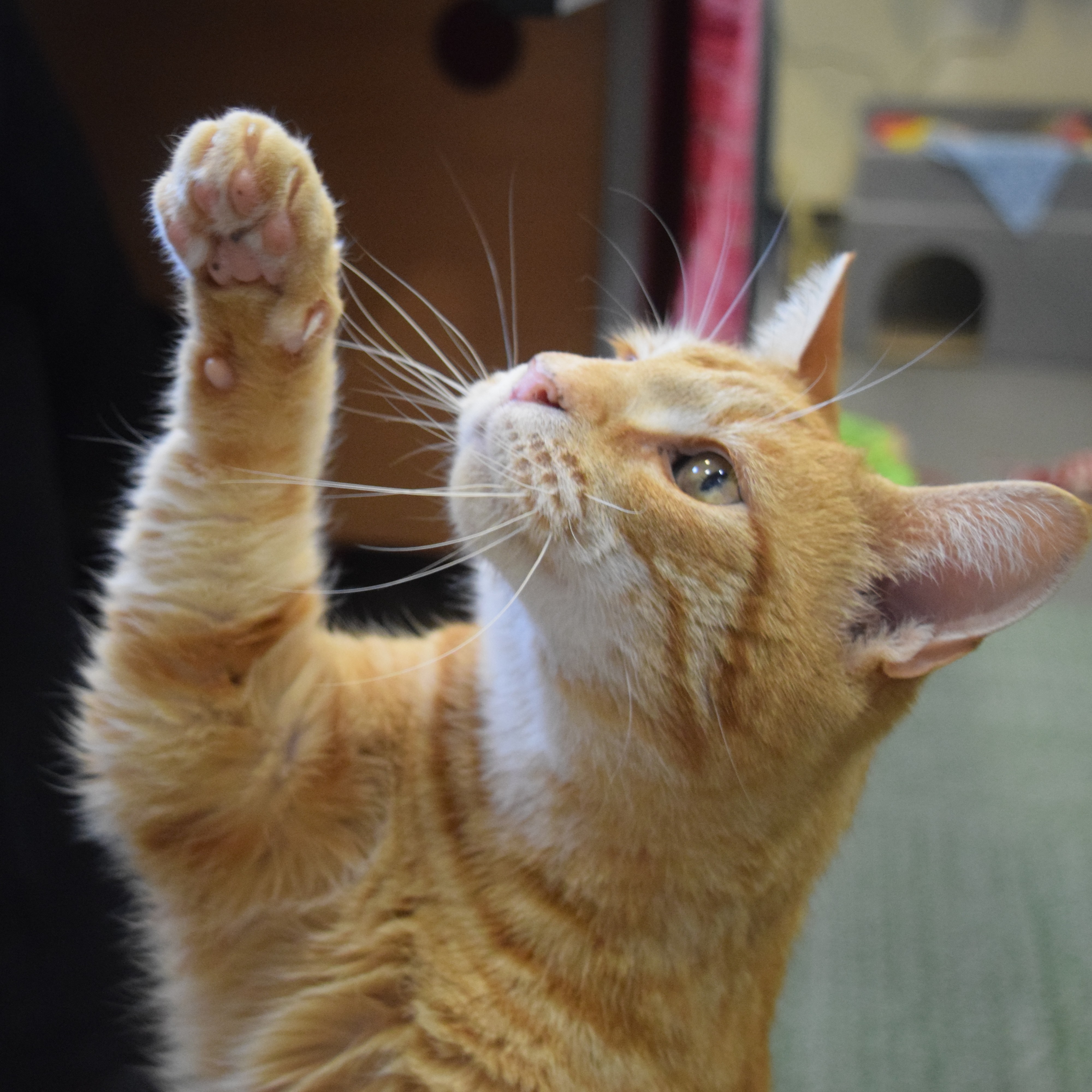 Meet the cats