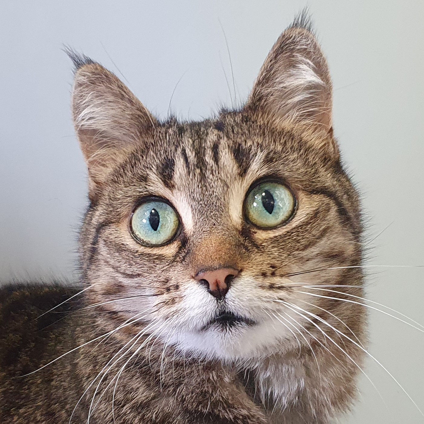 Meet the cats
