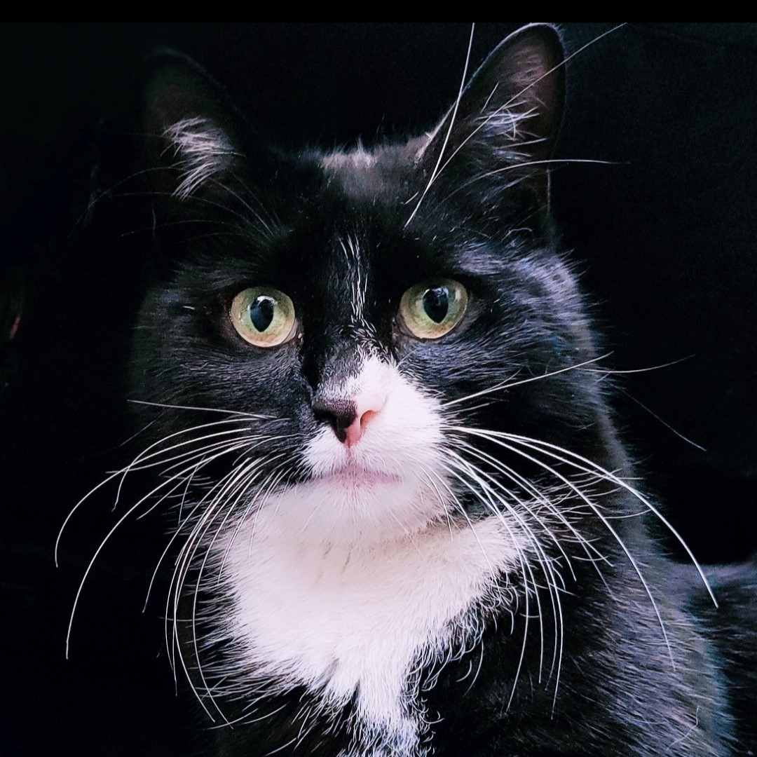 Meet the cats