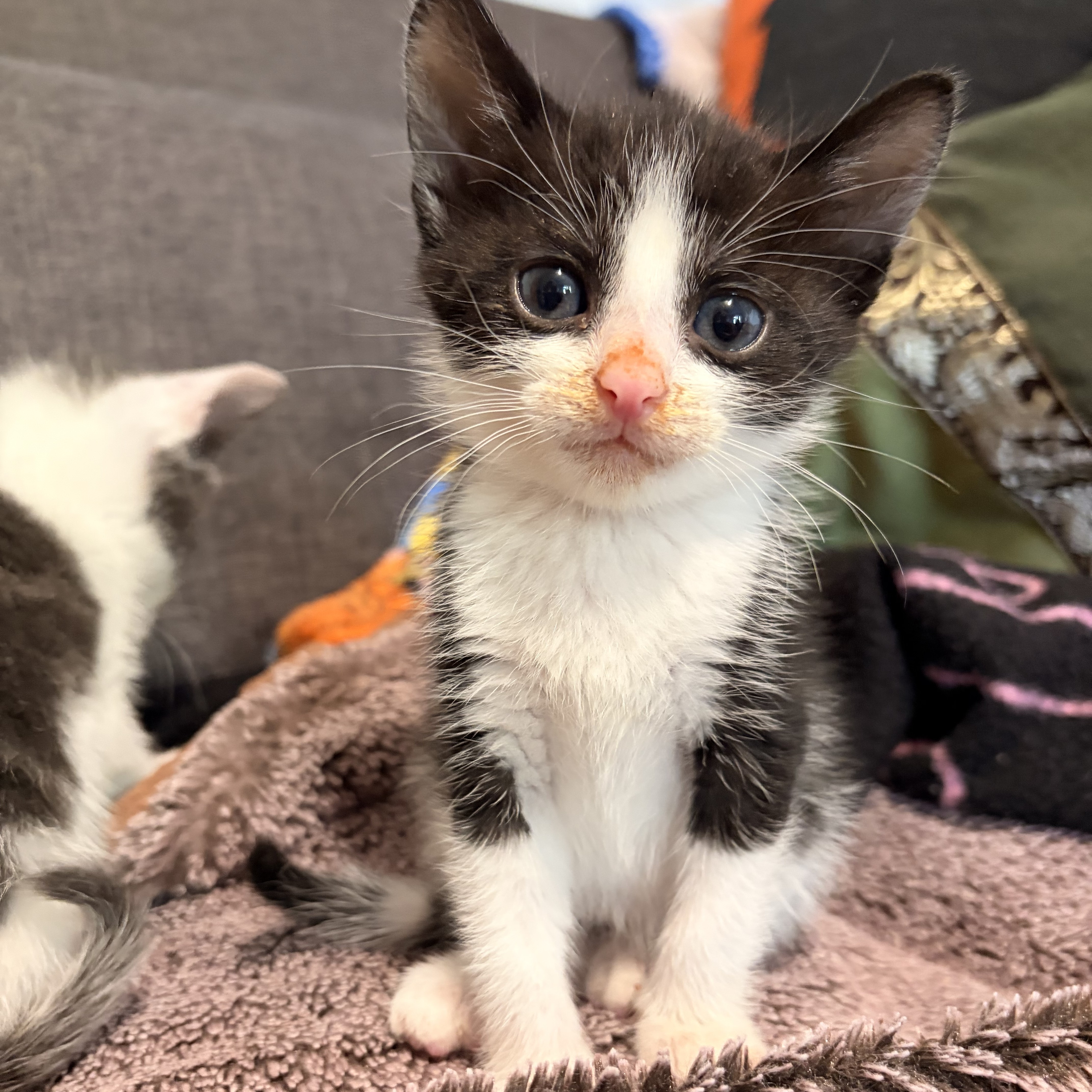Meet the cats