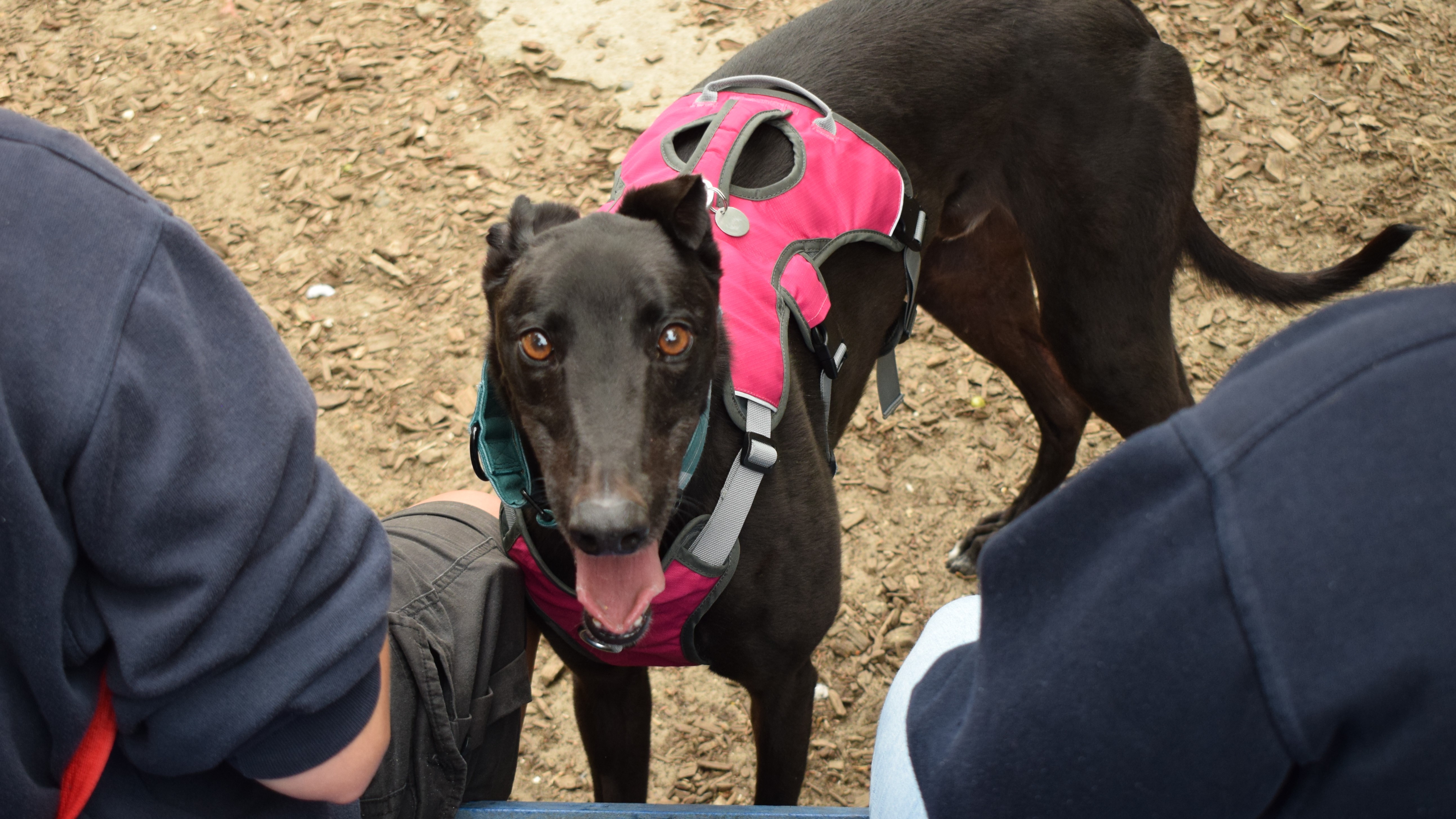 Alfie, a 4 years old male Greyhound available for adoption from Battersea Dogs & Cats Home in Greater London