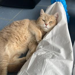 Meet the cats