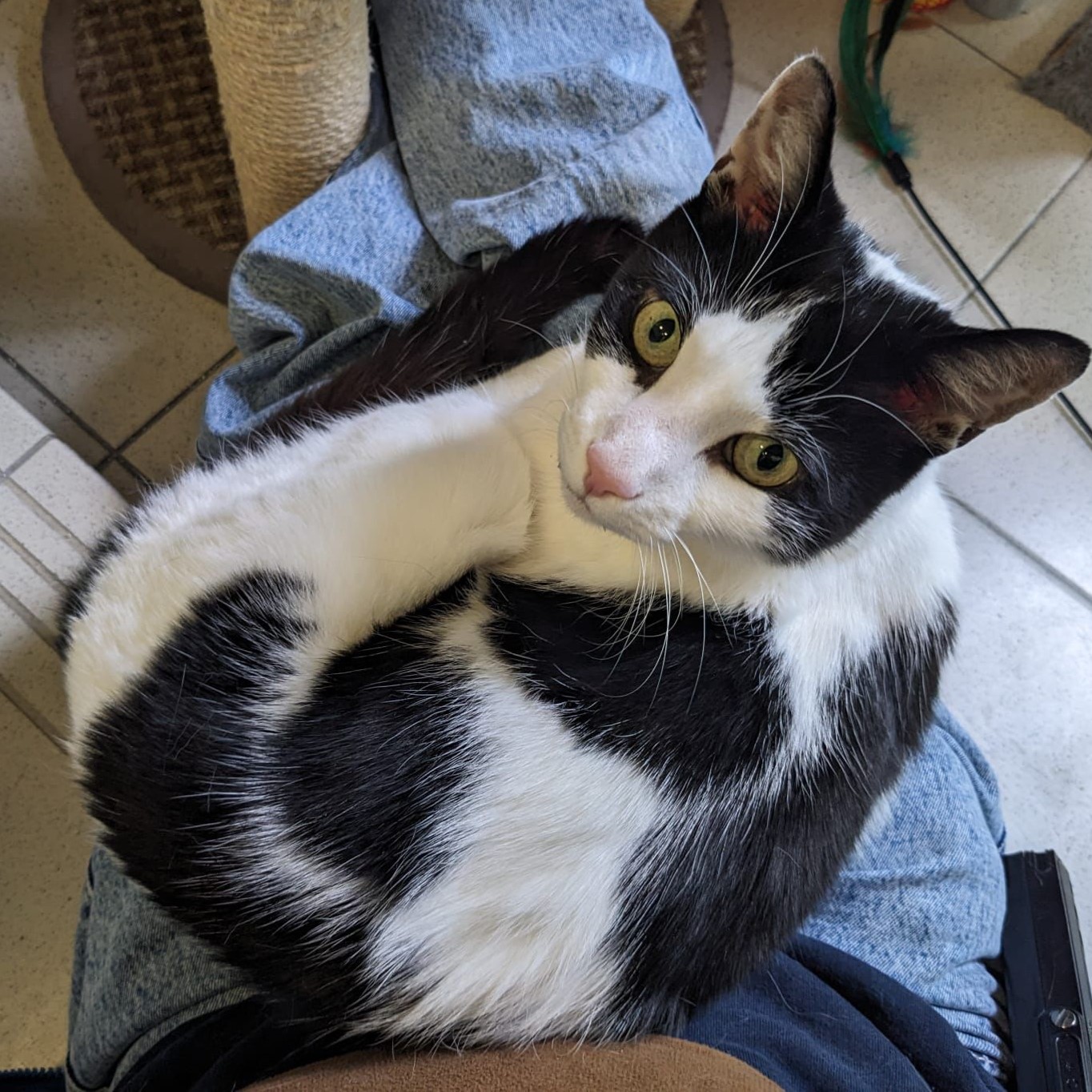 Meet the cats
