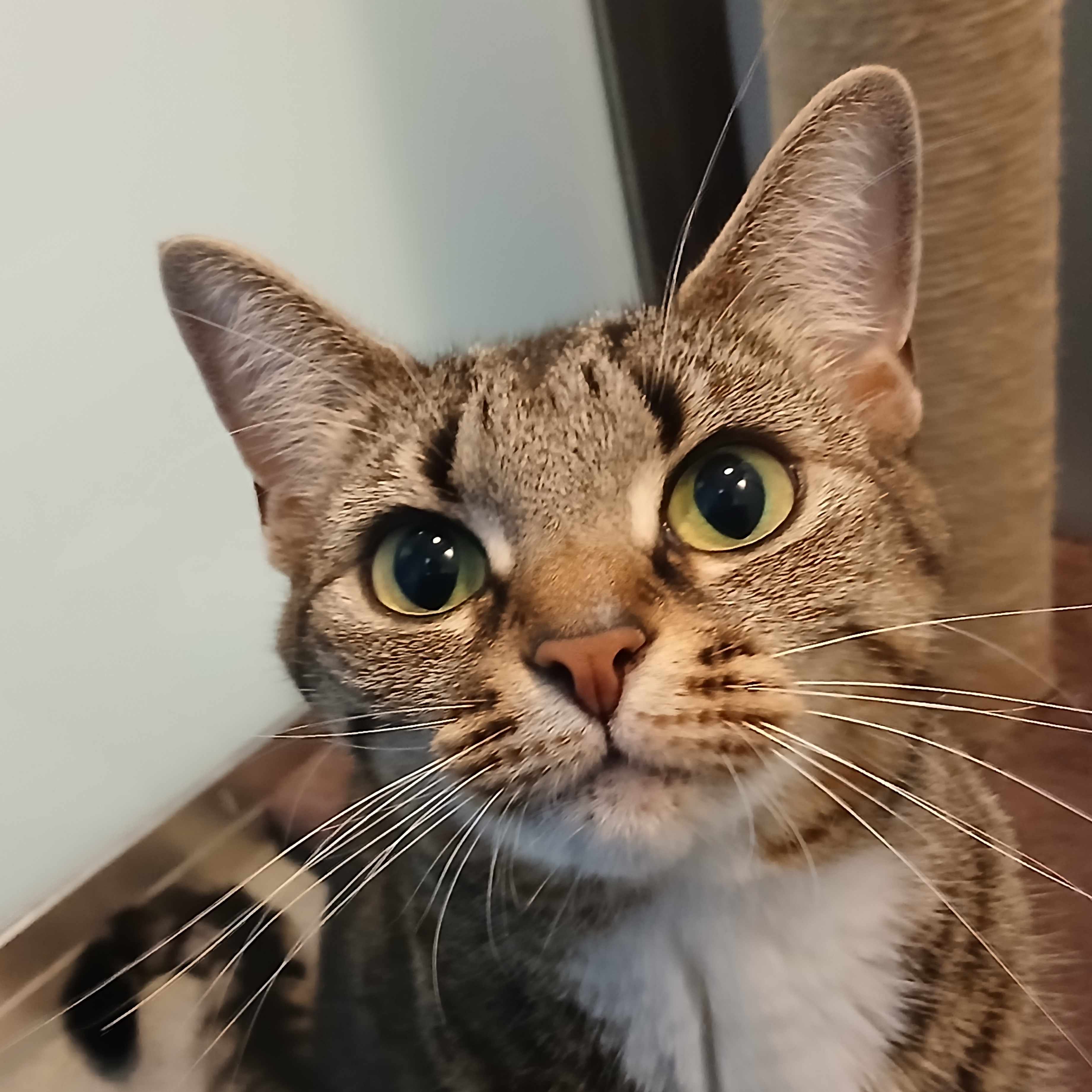 Meet the cats