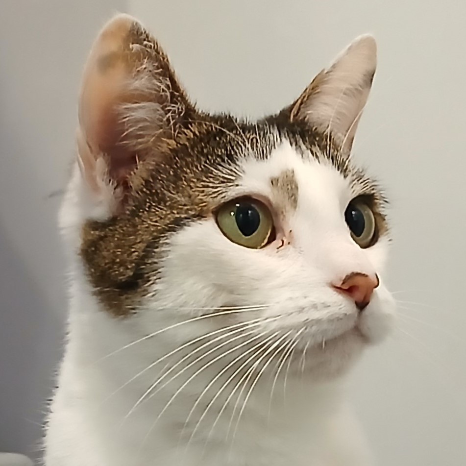 Meet the cats