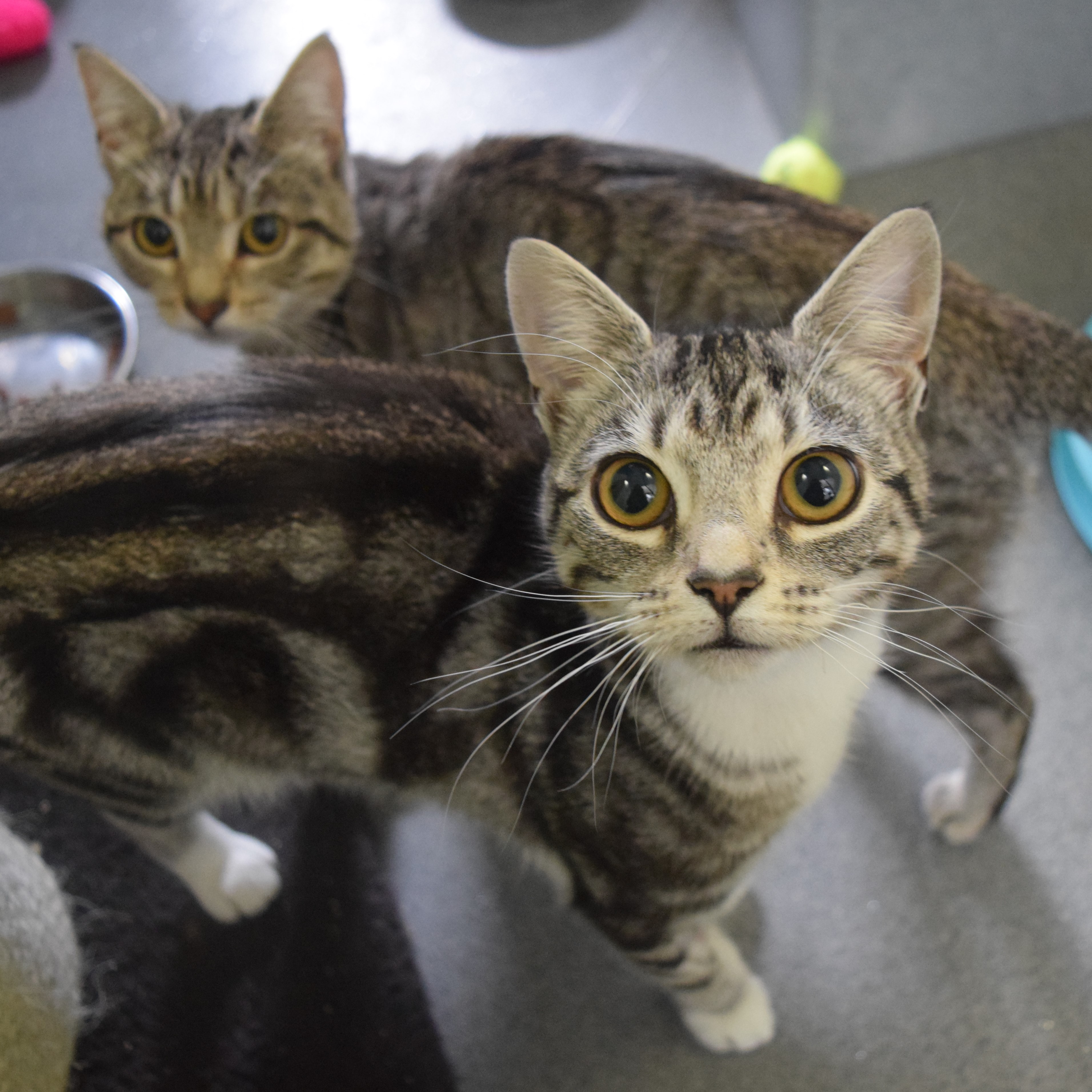 Meet the cats