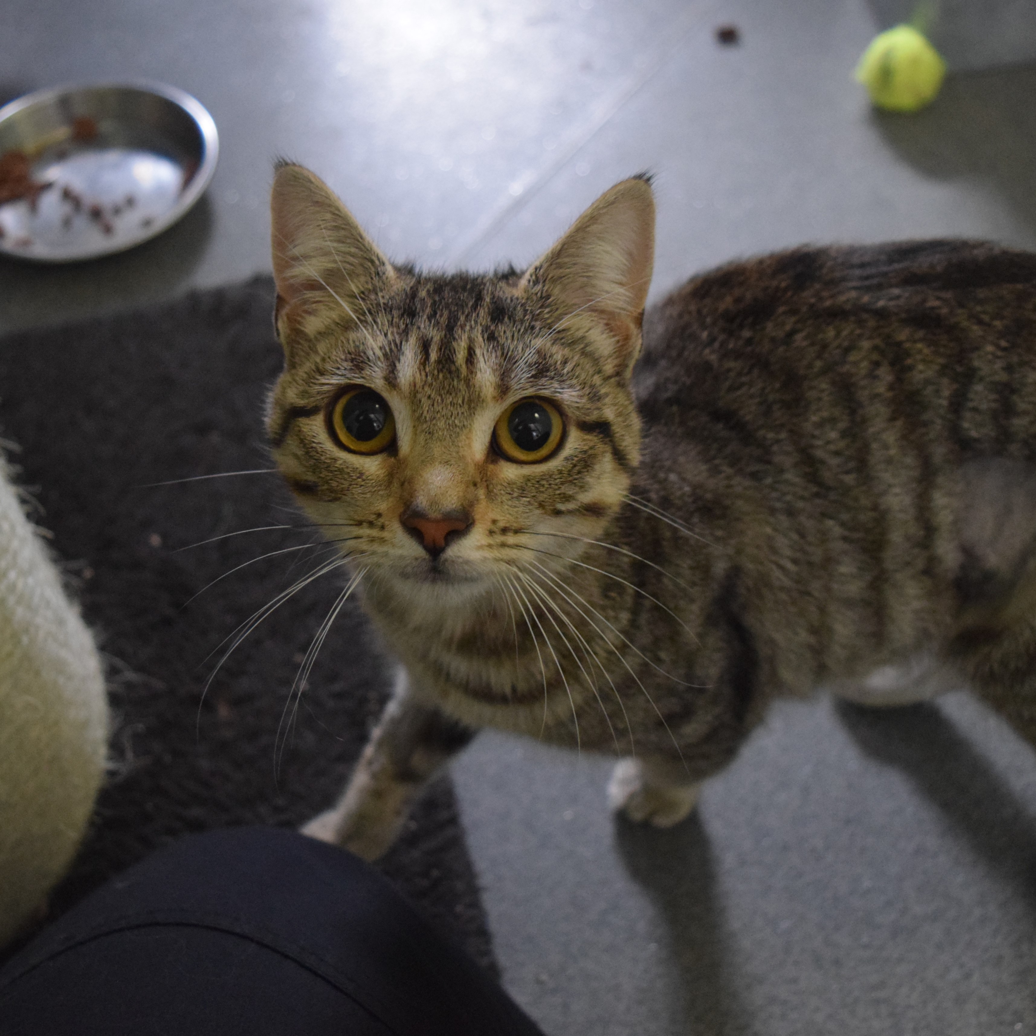 Meet the cats
