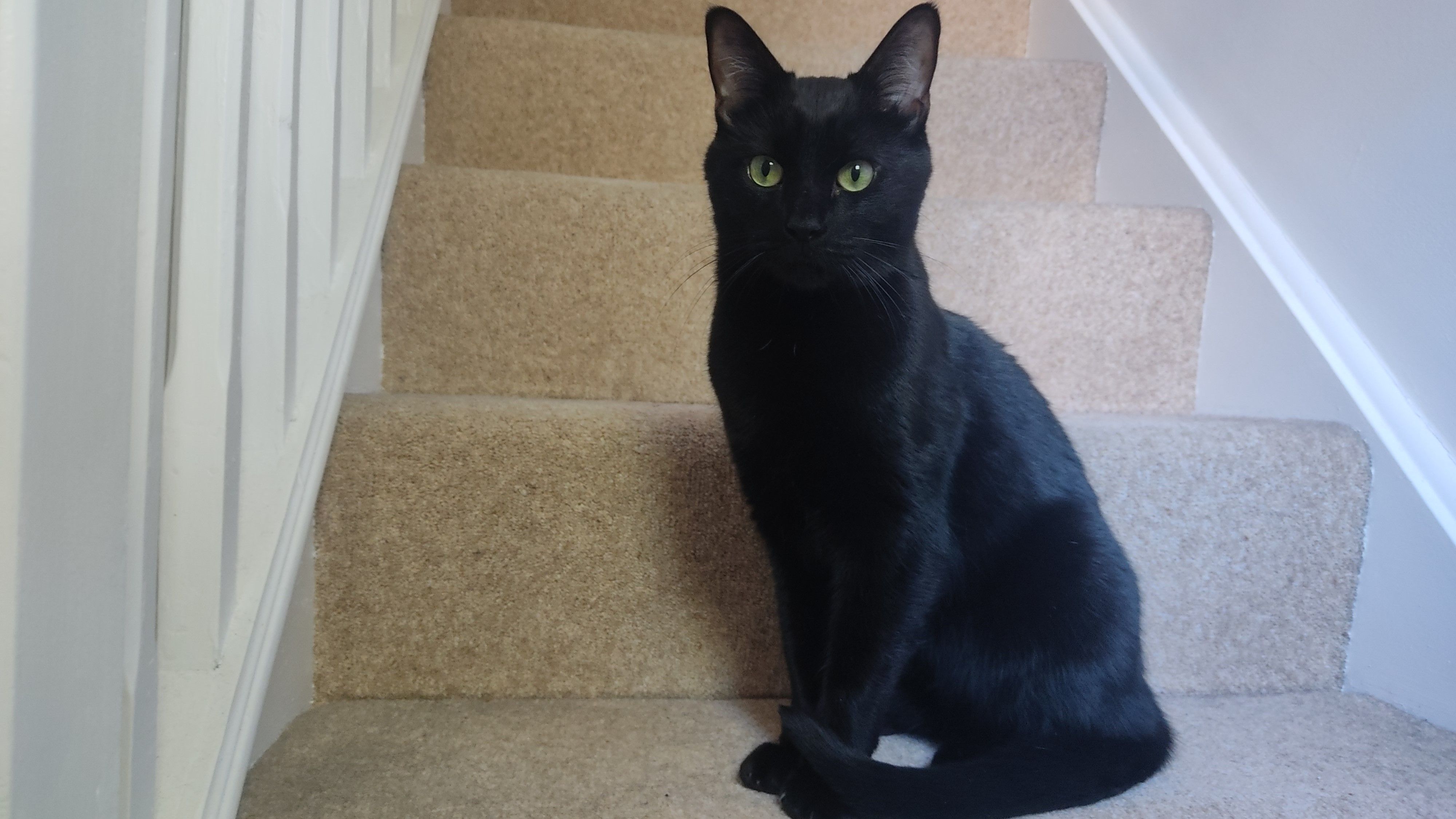 Meet the cats