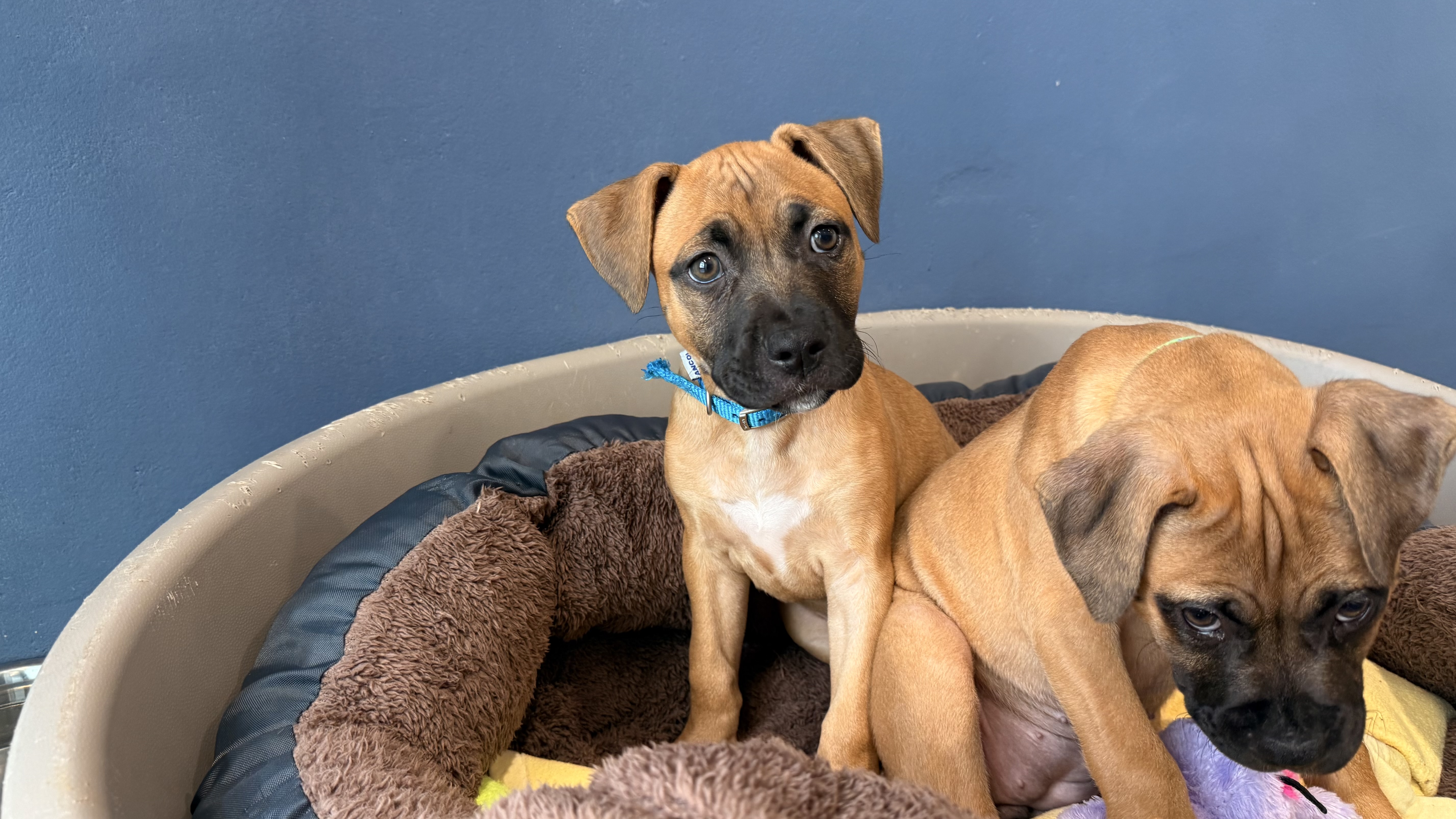 Liora, a 2 months old female Bullmastiff available for adoption from Battersea Dogs & Cats Home in Greater London