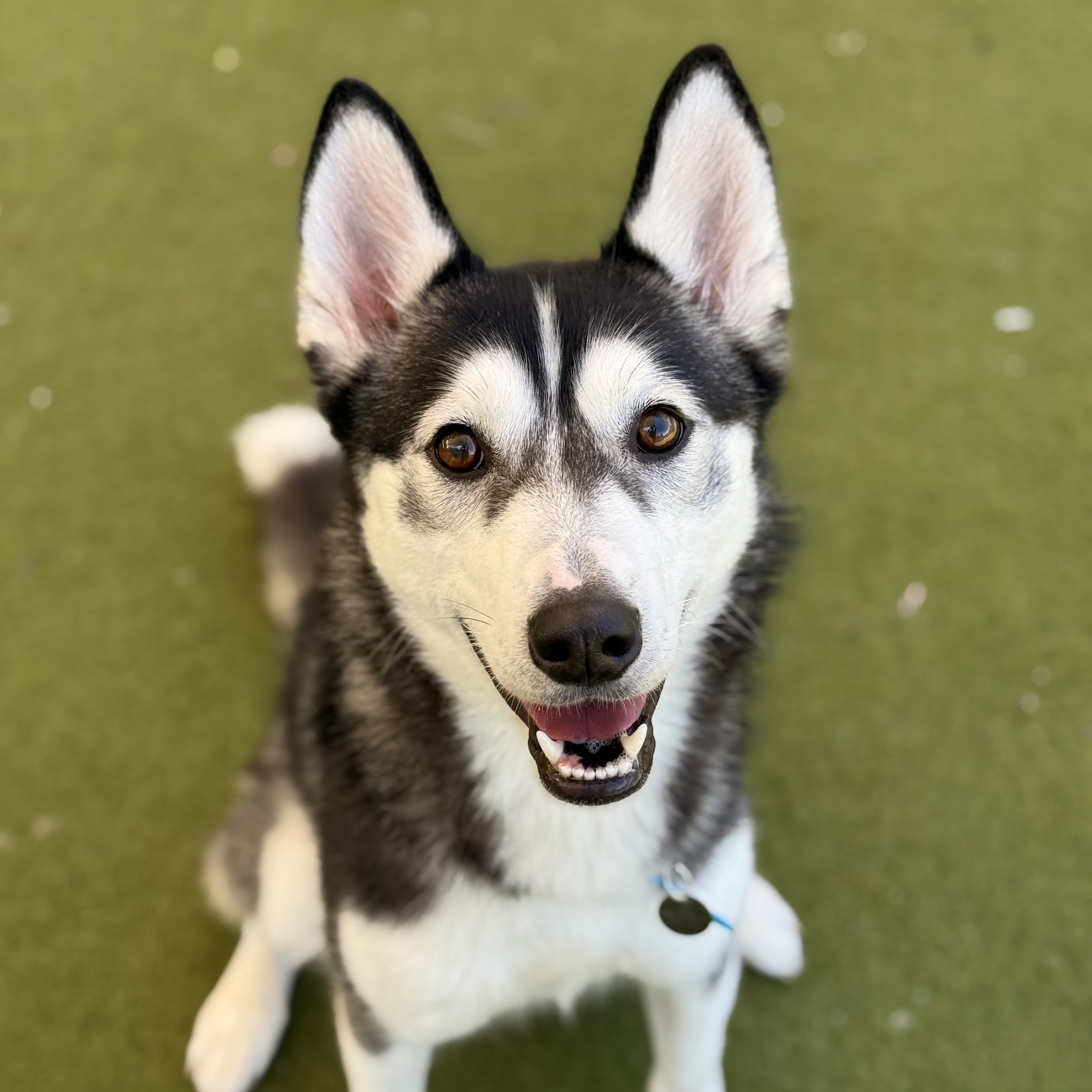 Meet the dogs