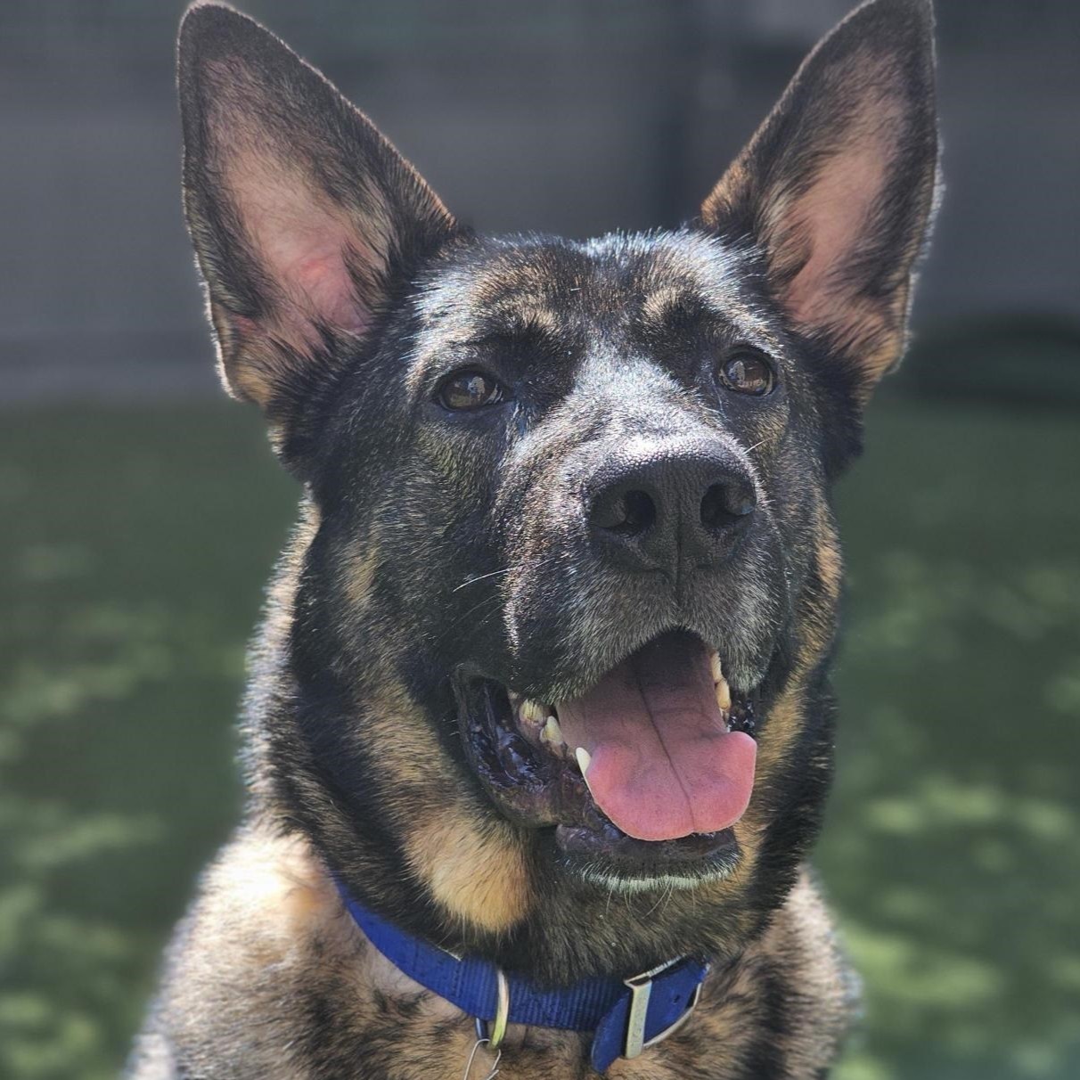 Meet the dogs