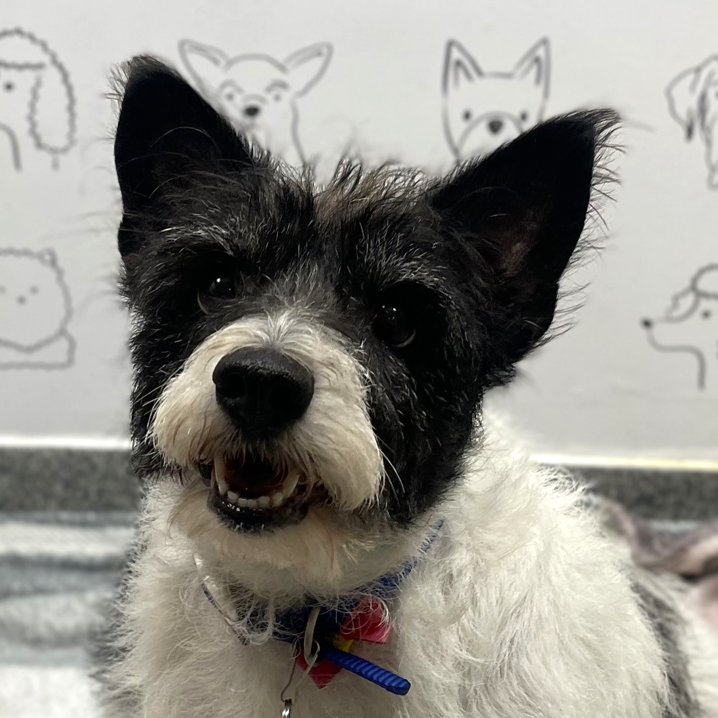 Meet the dogs