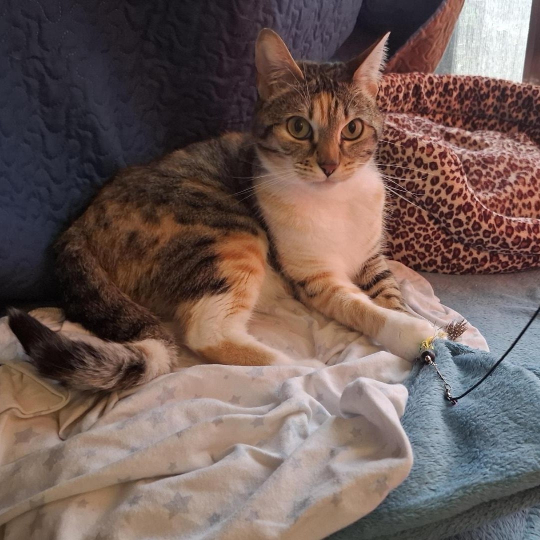 Meet the cats