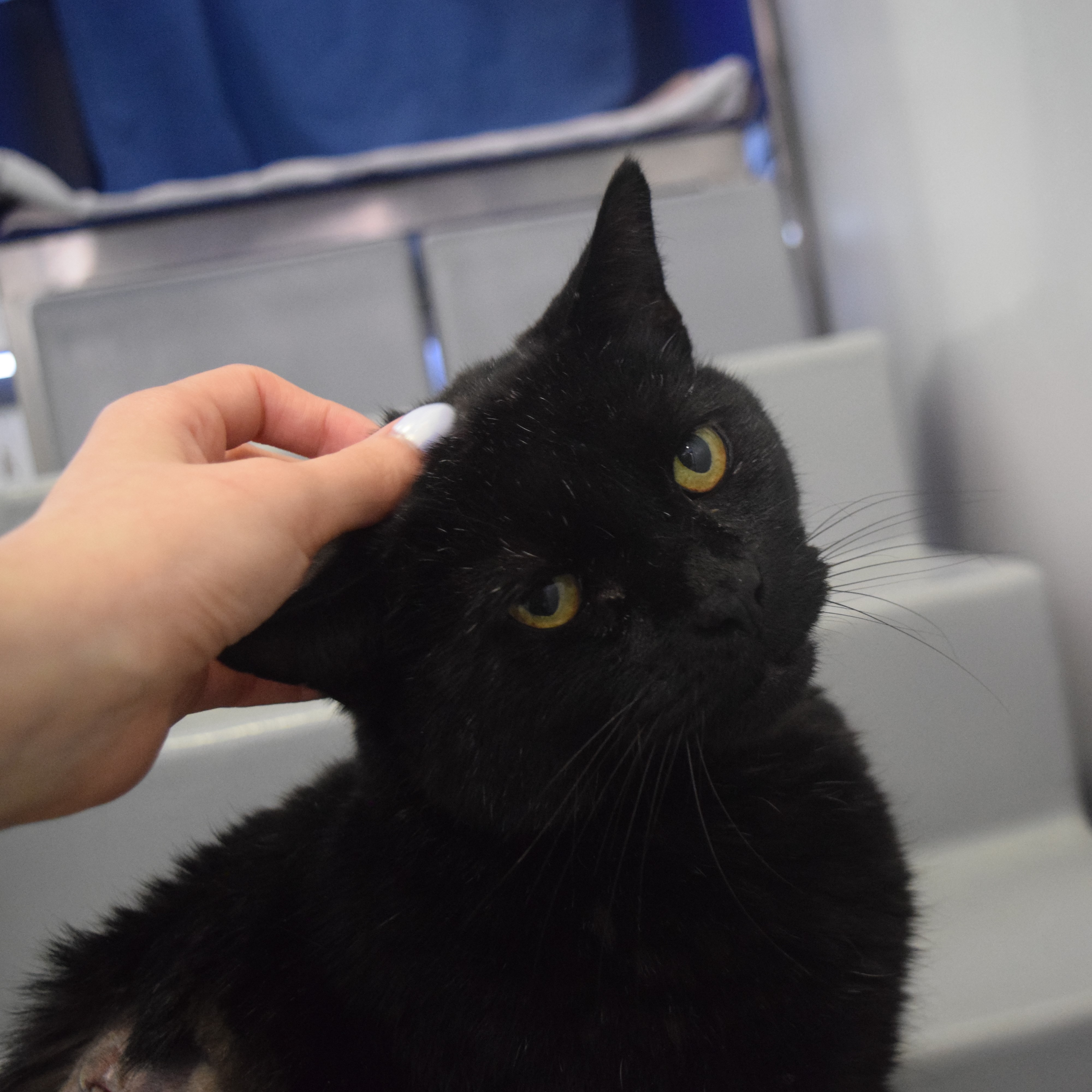 Meet the cats