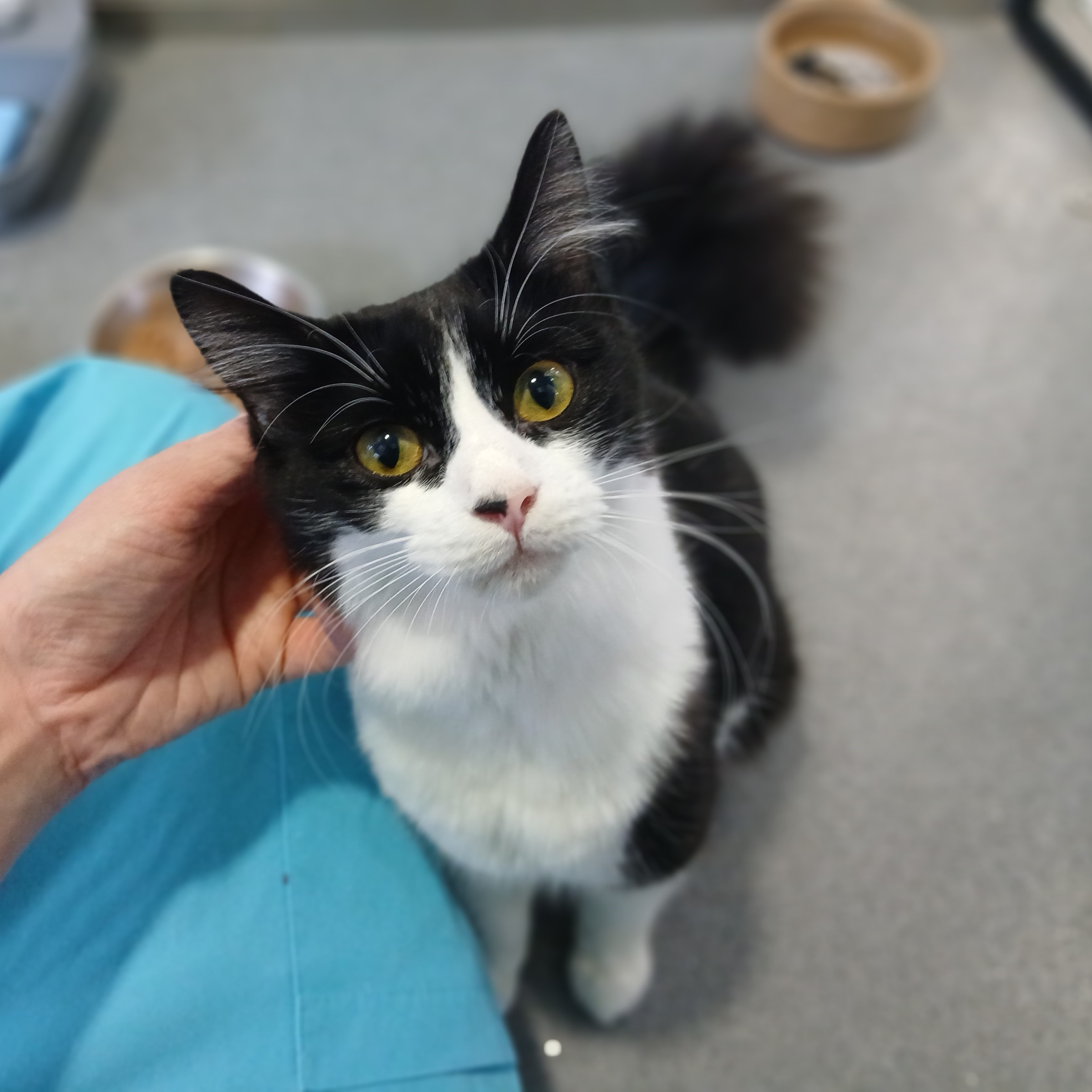 Meet the cats