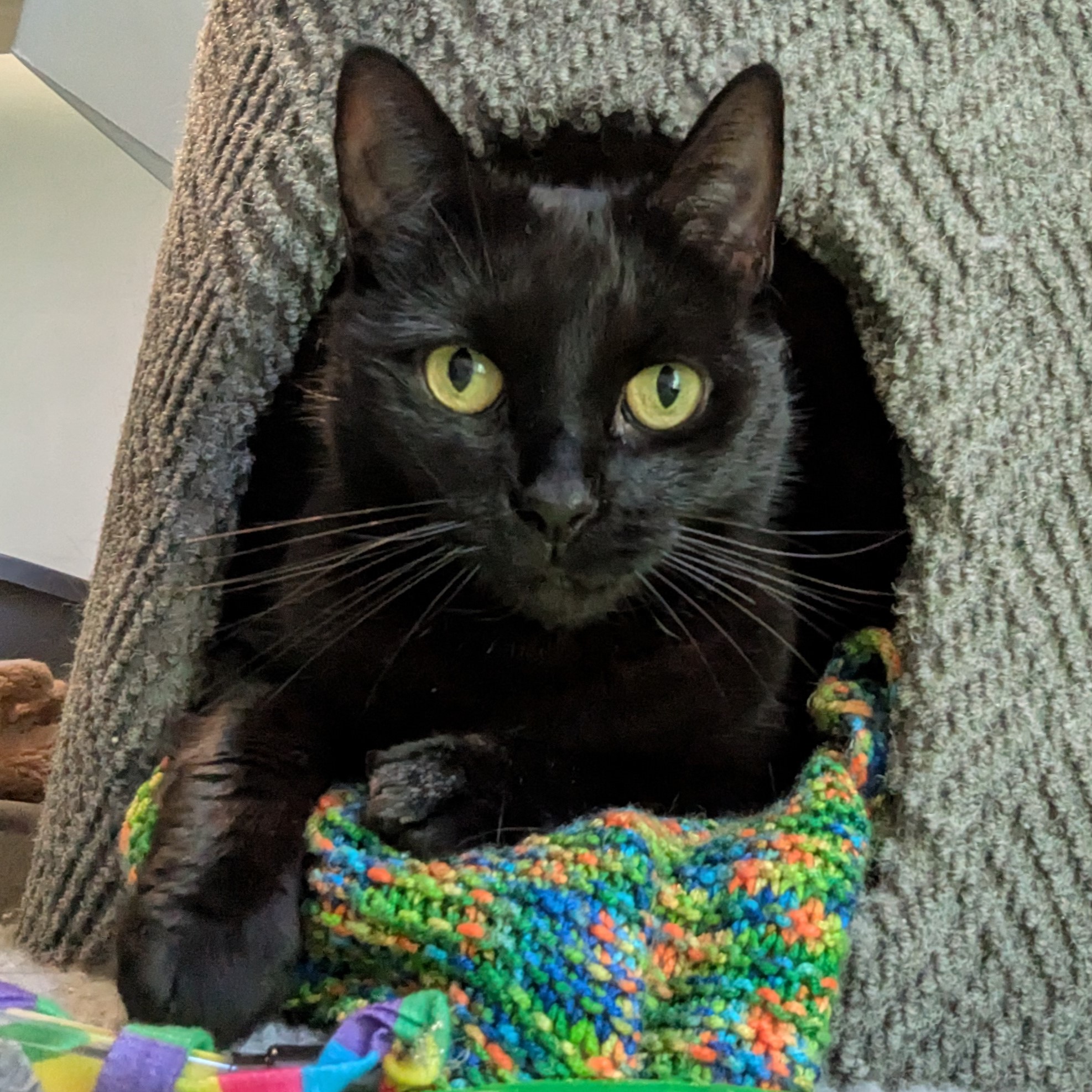 Meet the cats