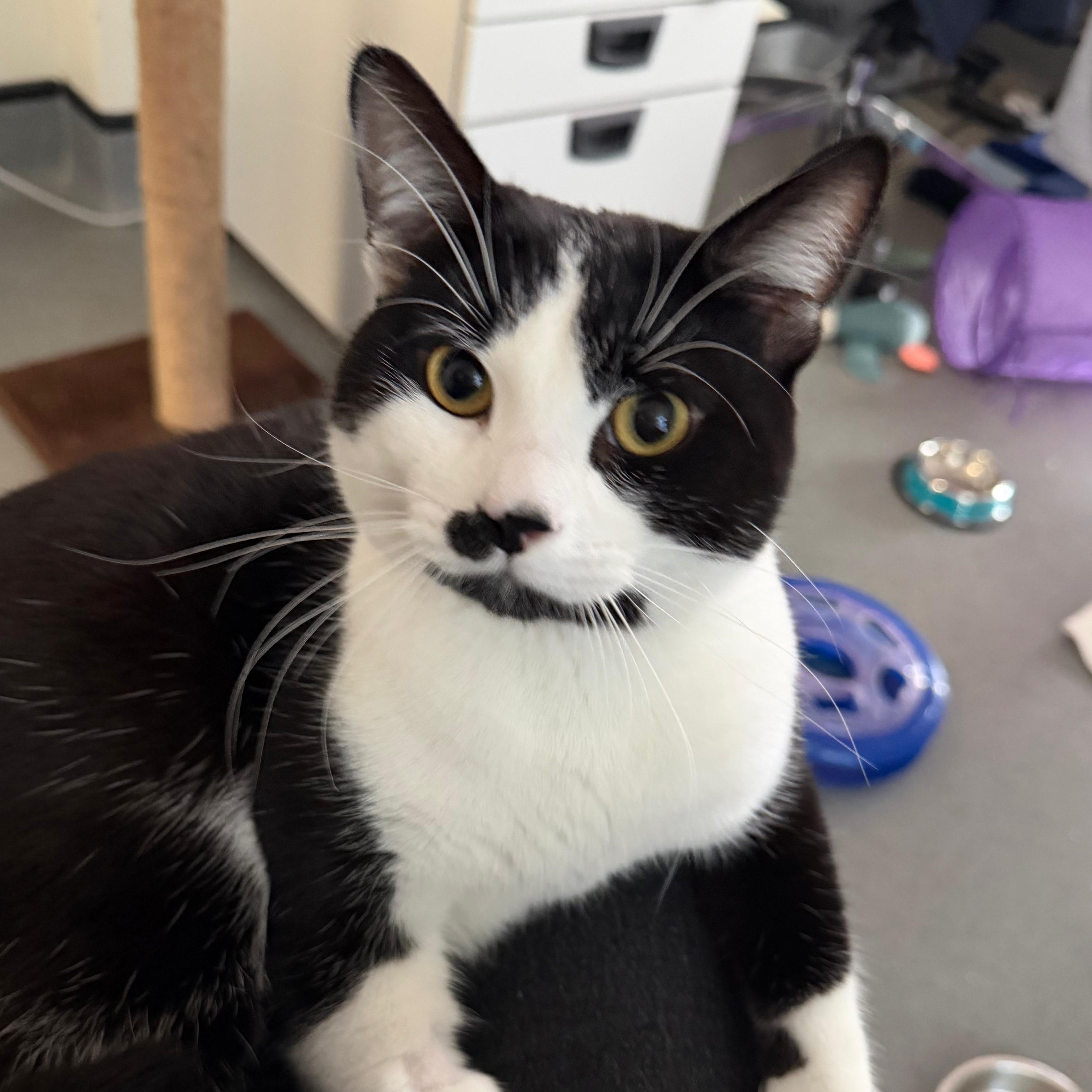 Meet the cats