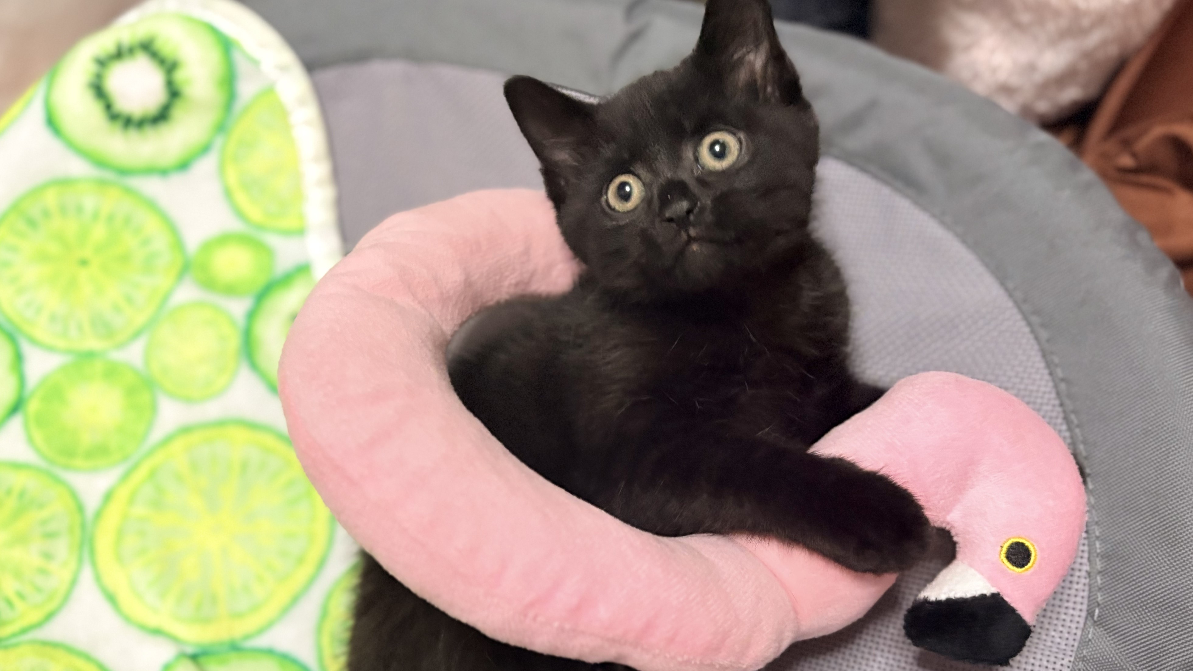 Meet the cats