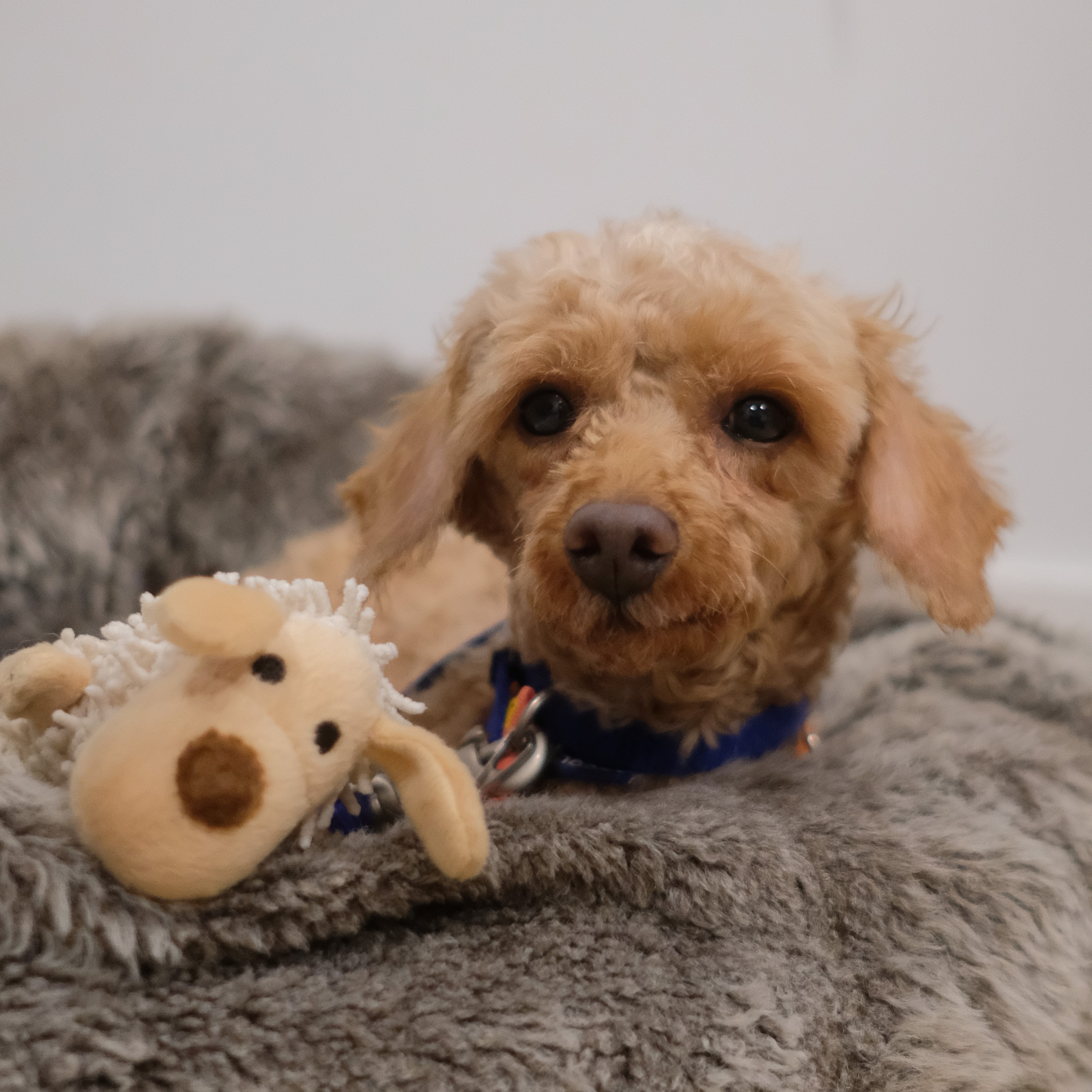 Meet the dogs