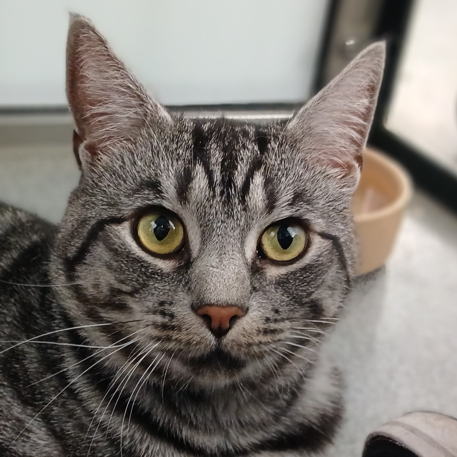 Meet the cats