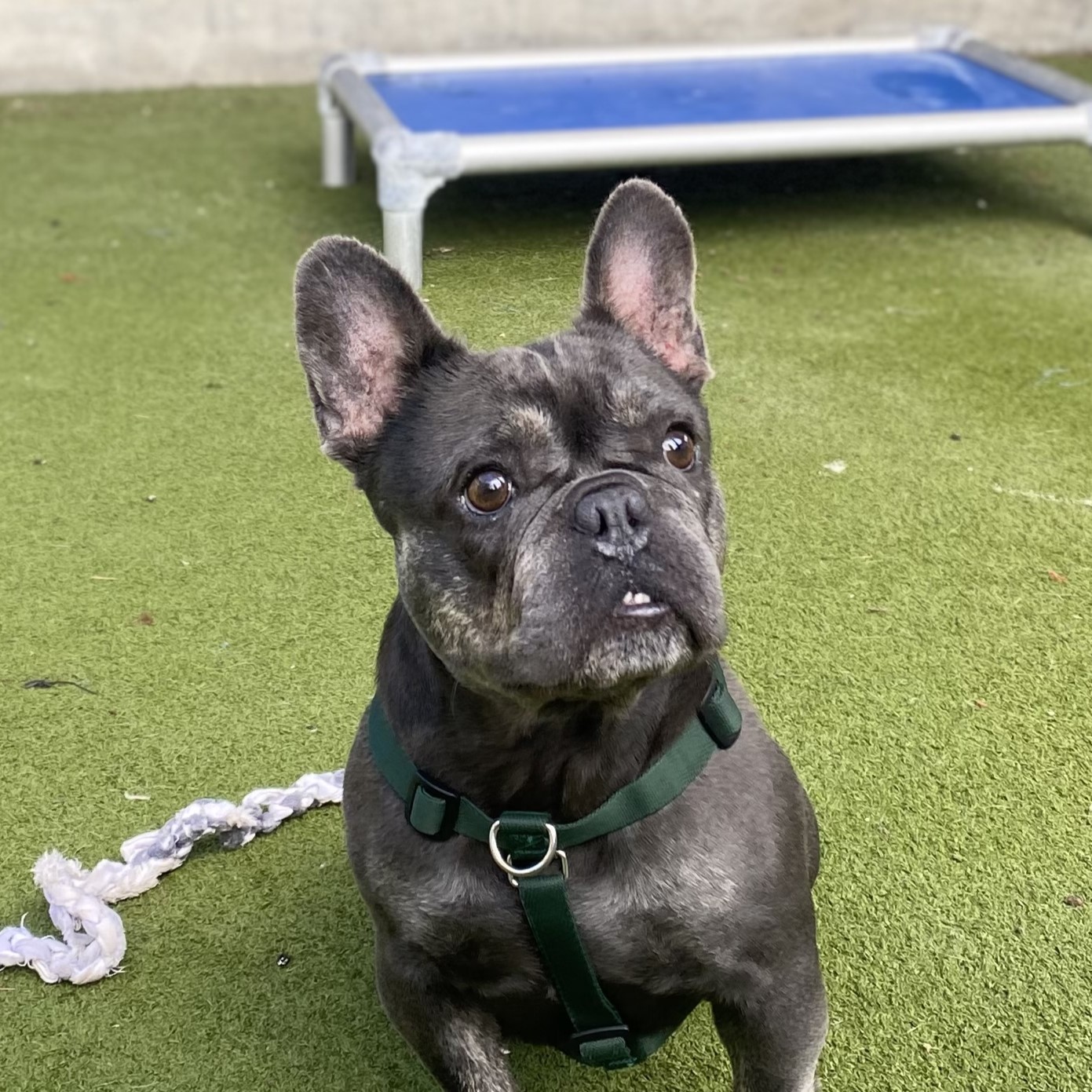 Meet the dogs