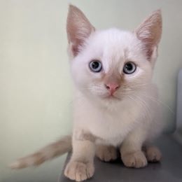 Meet the cats
