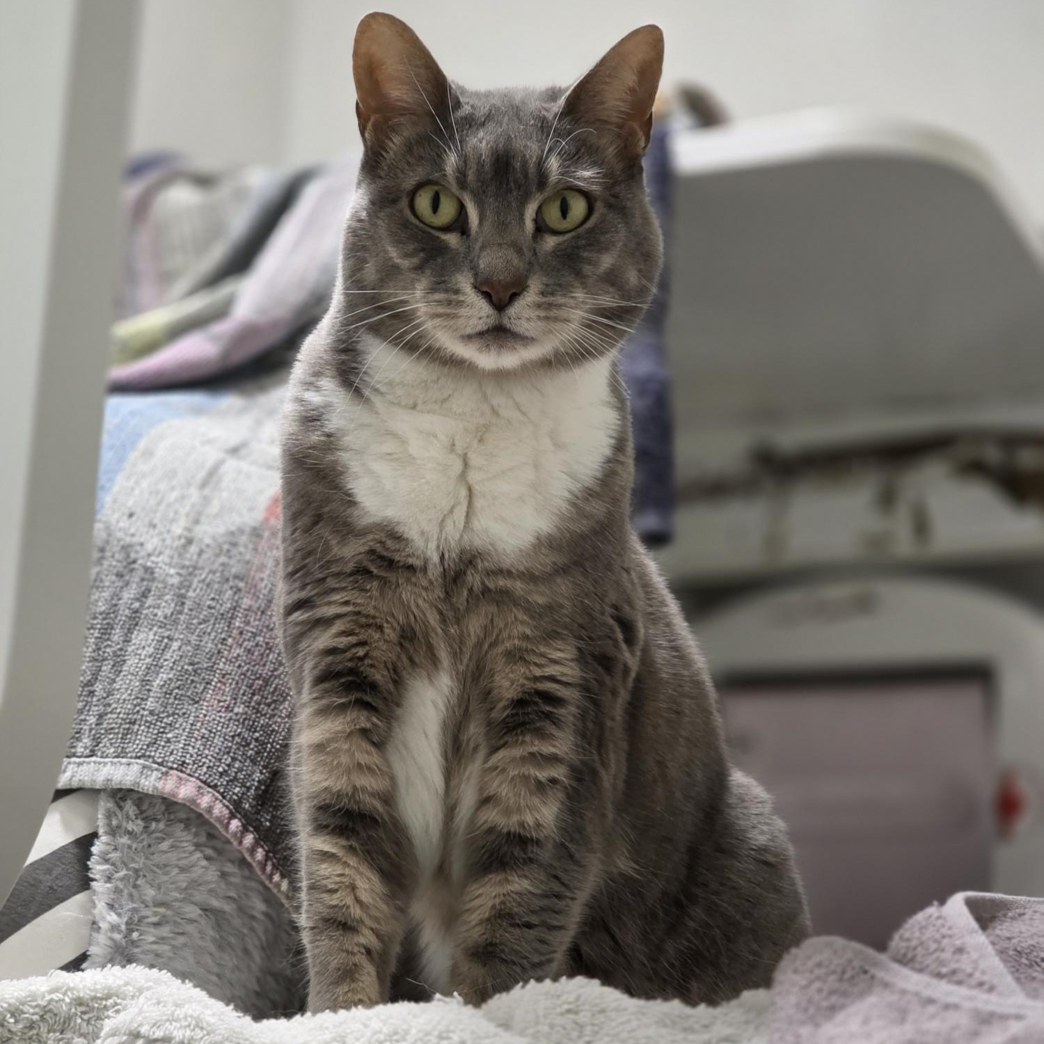 Meet the cats