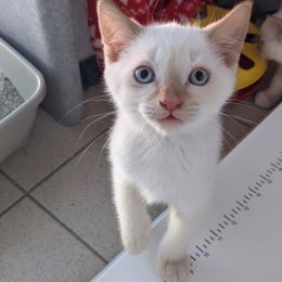 Meet the cats