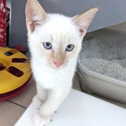 Meet the cats