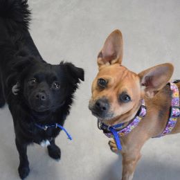 Meet the dogs