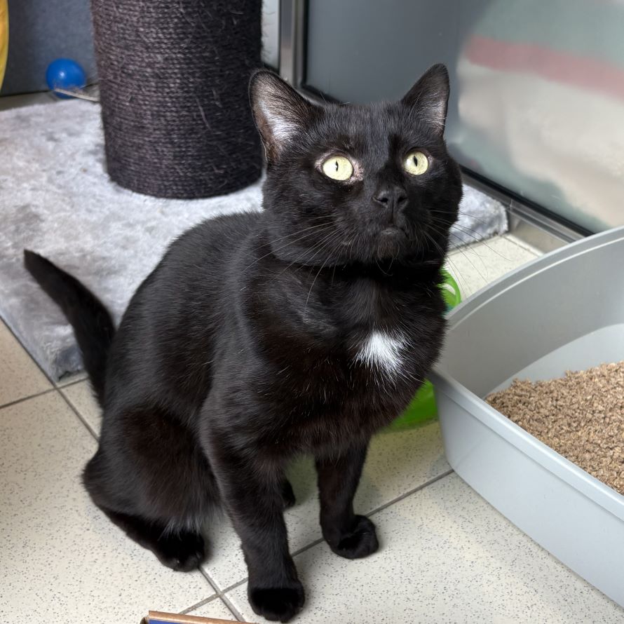 Meet the cats