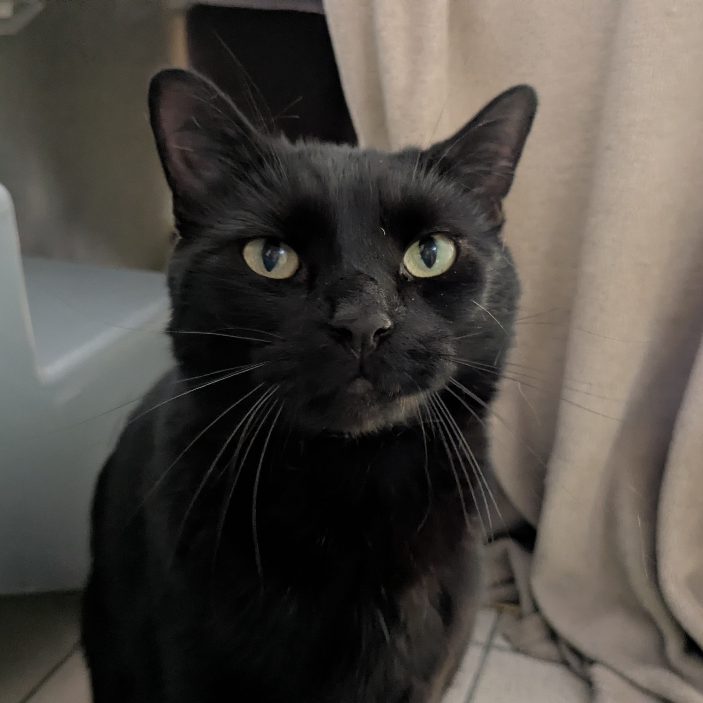 Meet the cats