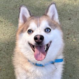 Meet the dogs