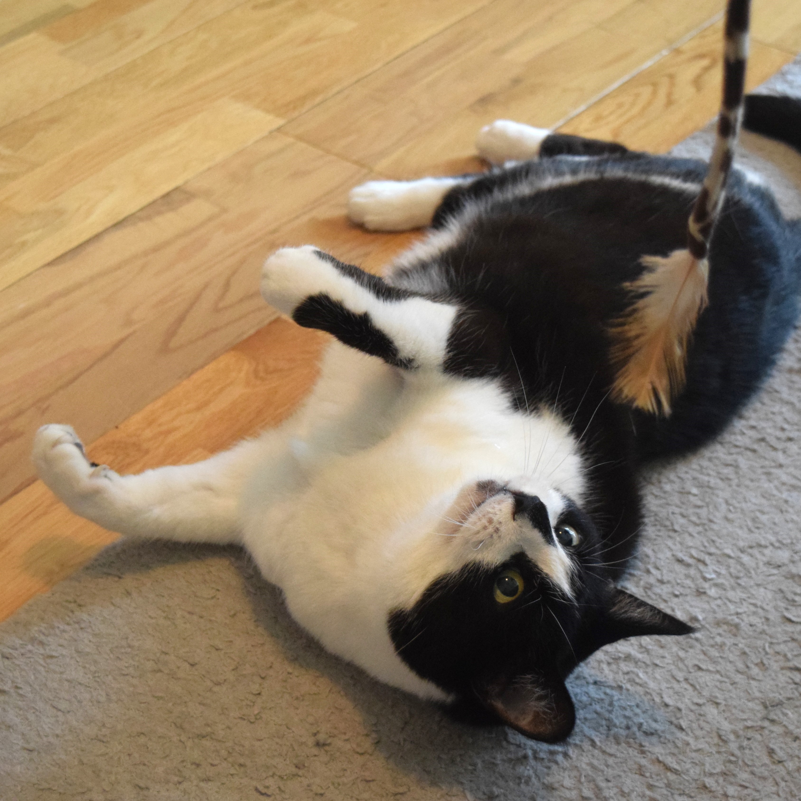 Meet the cats