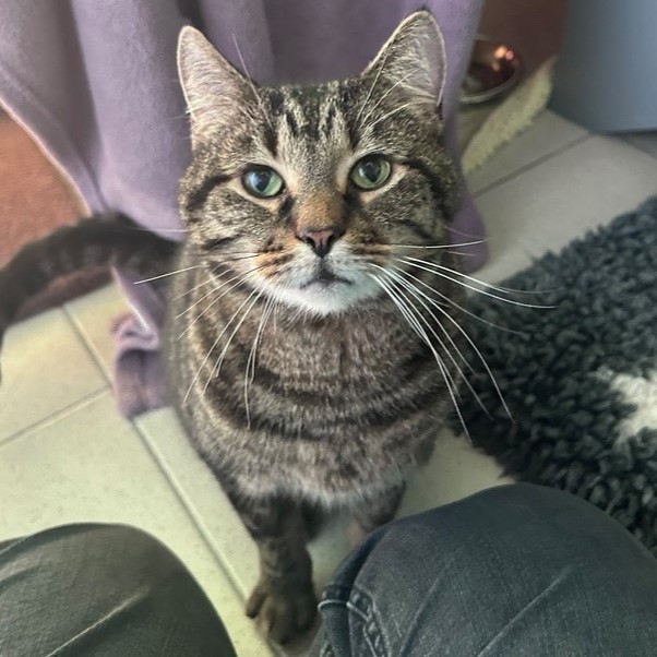 Meet the cats