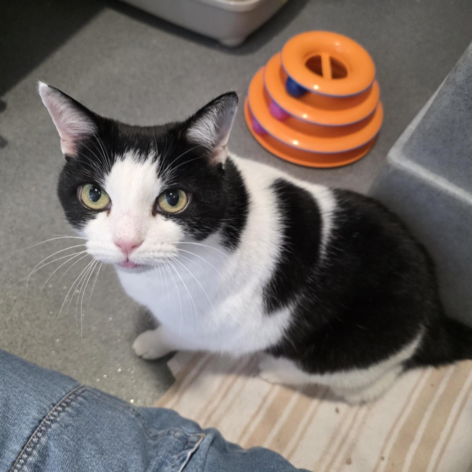 Meet the cats