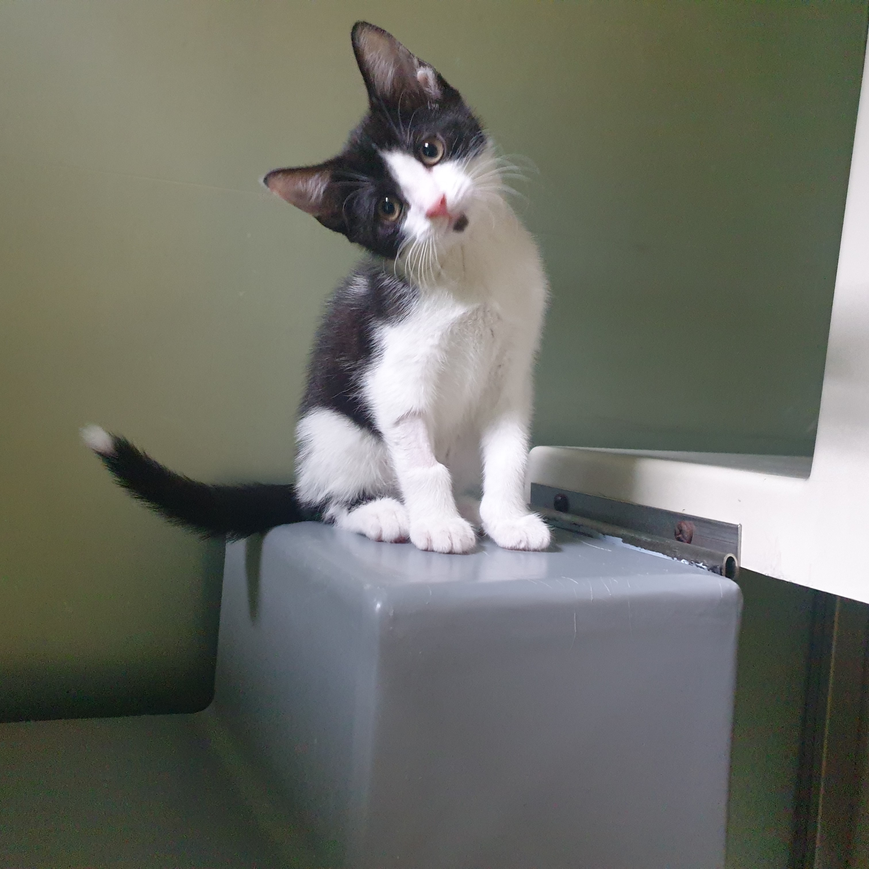 Meet the cats