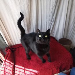 Meet the cats