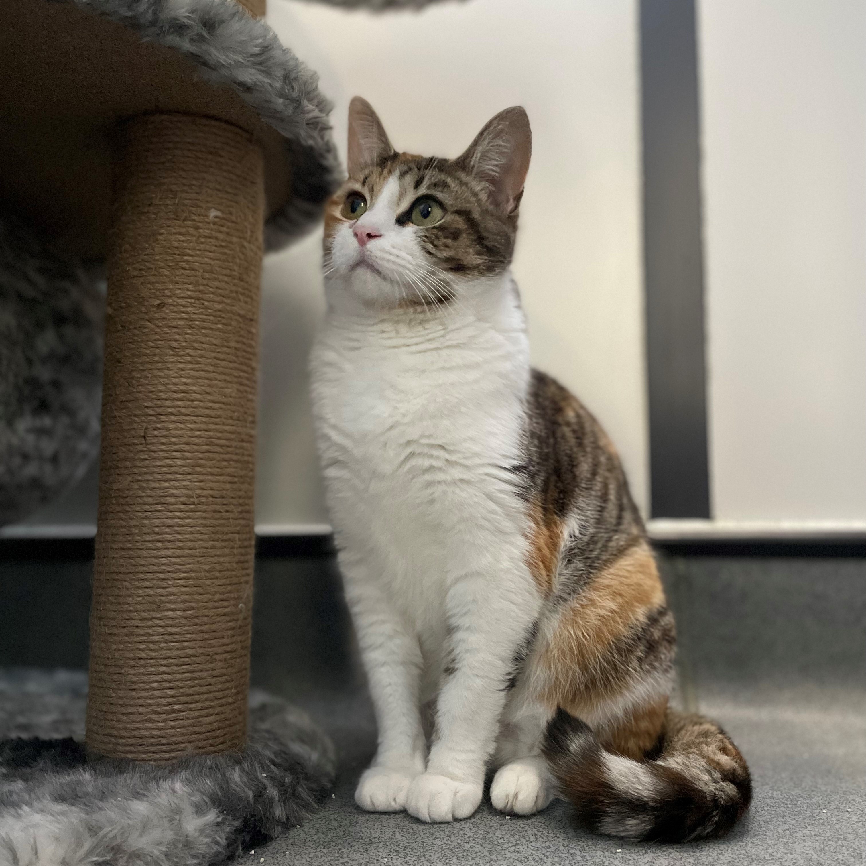 Meet the cats