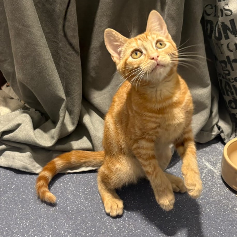 Meet the cats