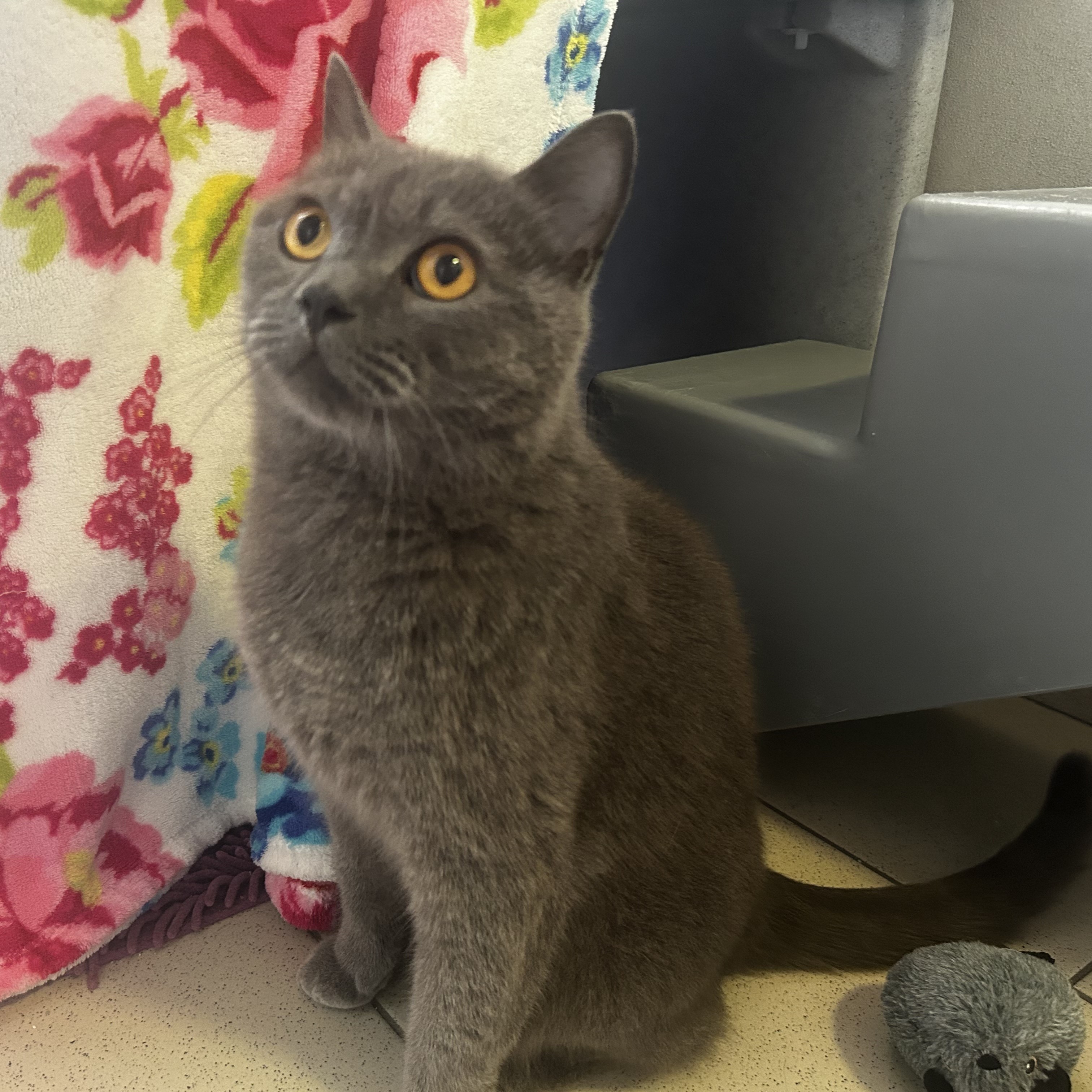 Meet the cats