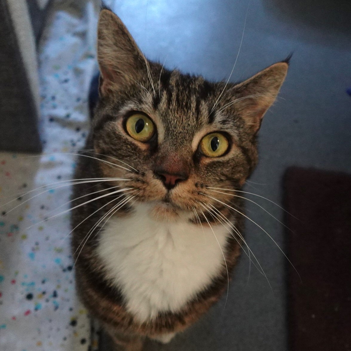Meet the cats