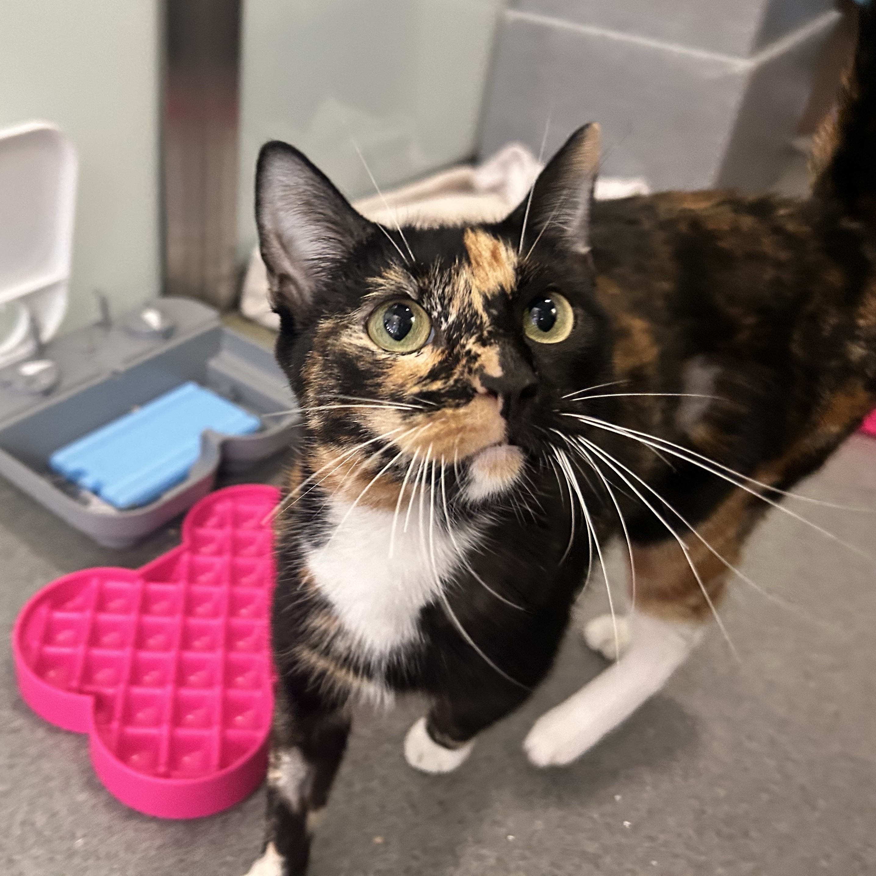 Meet the cats