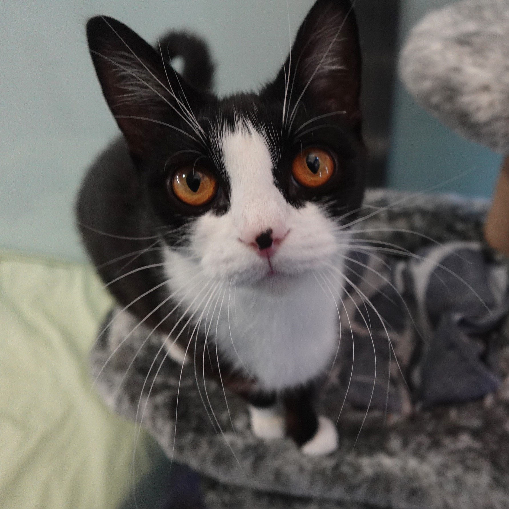 Meet the cats