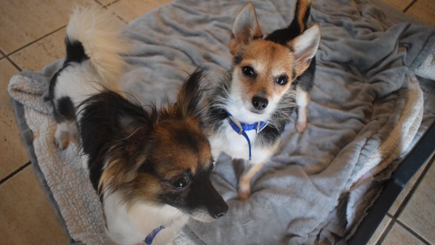 Domino & Sudoku, a 4 years old female Chihuahua available for adoption from Battersea Dogs & Cats Home in Greater London