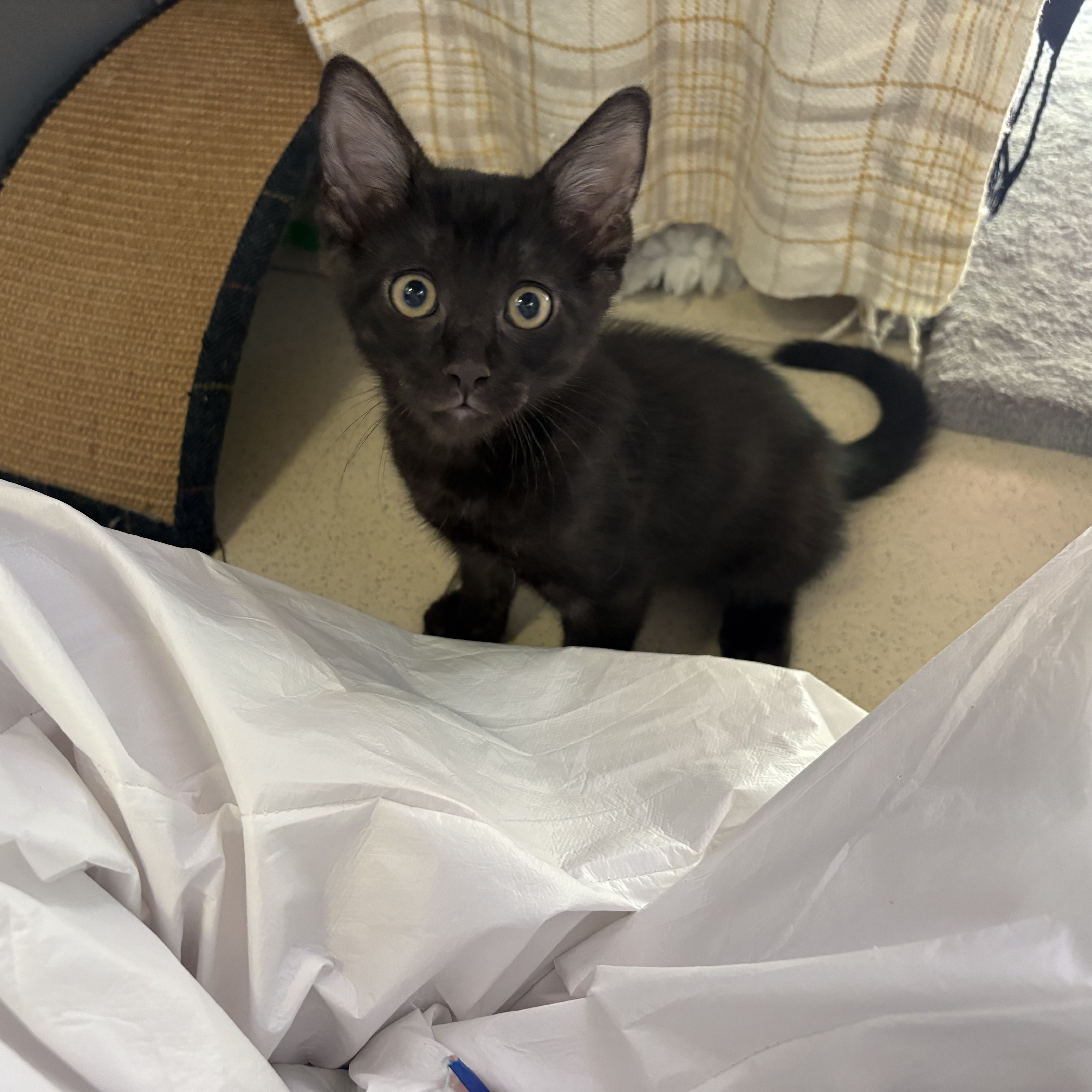 Meet the cats