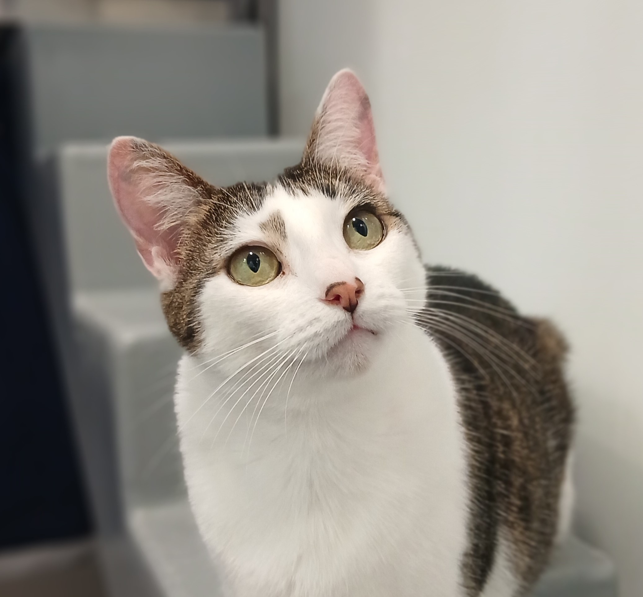 Meet the cats
