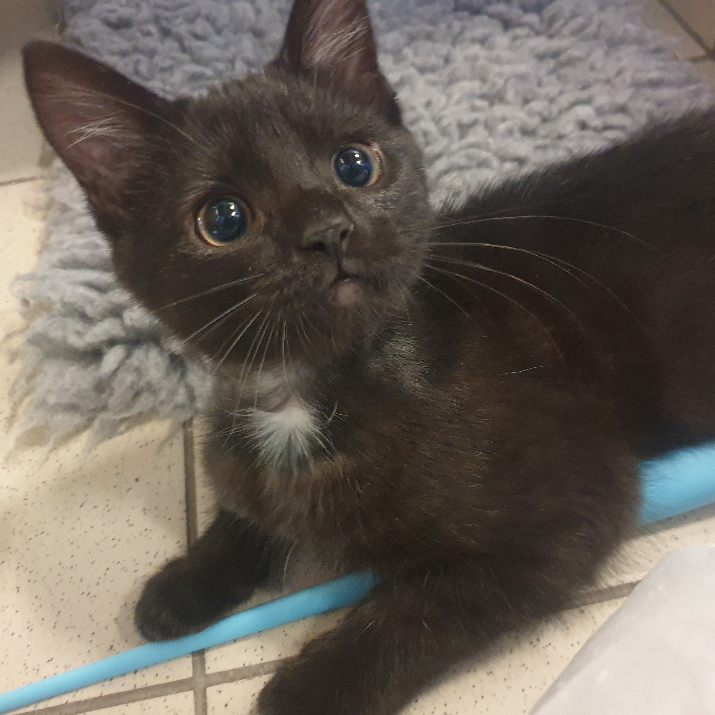 Meet the cats