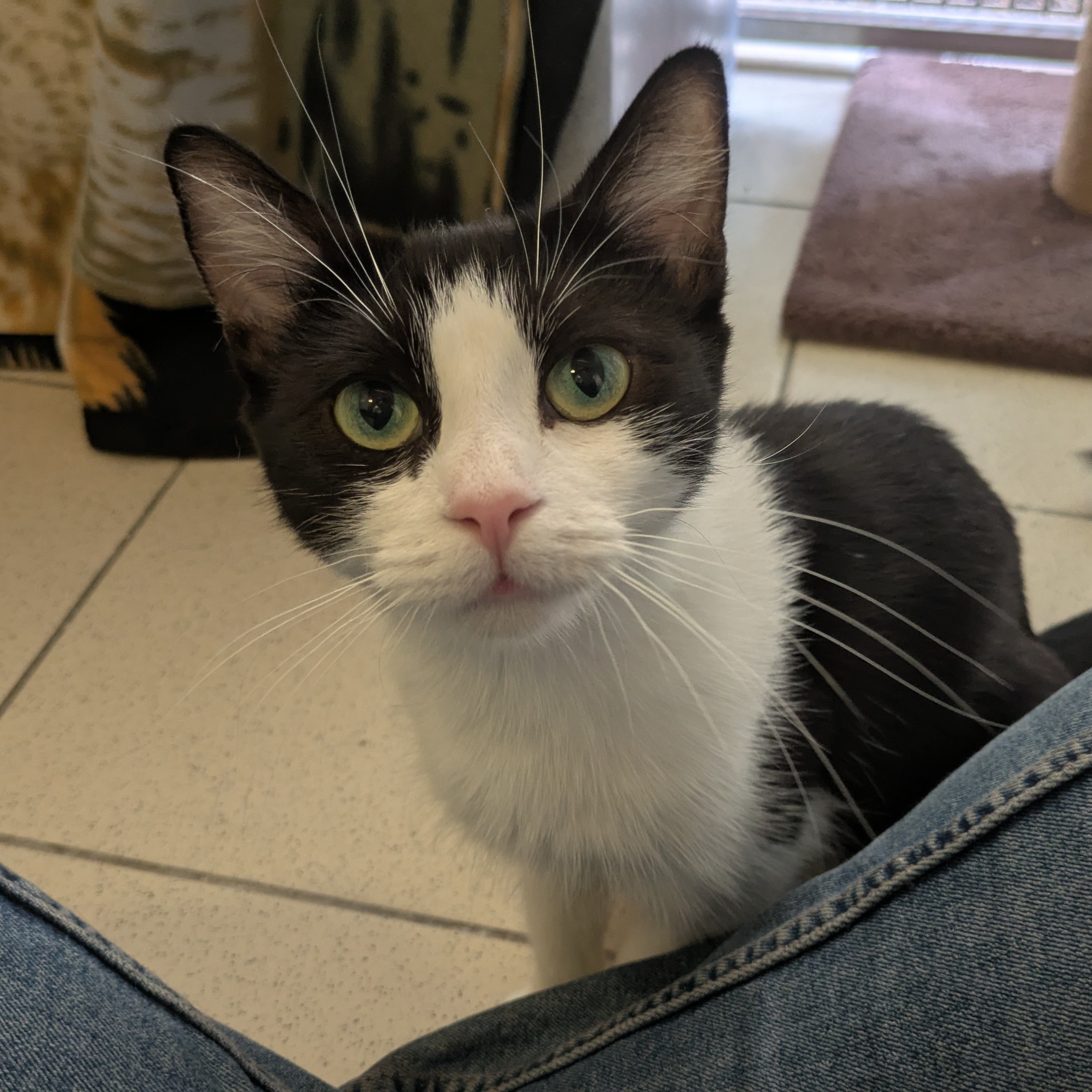 Meet the cats