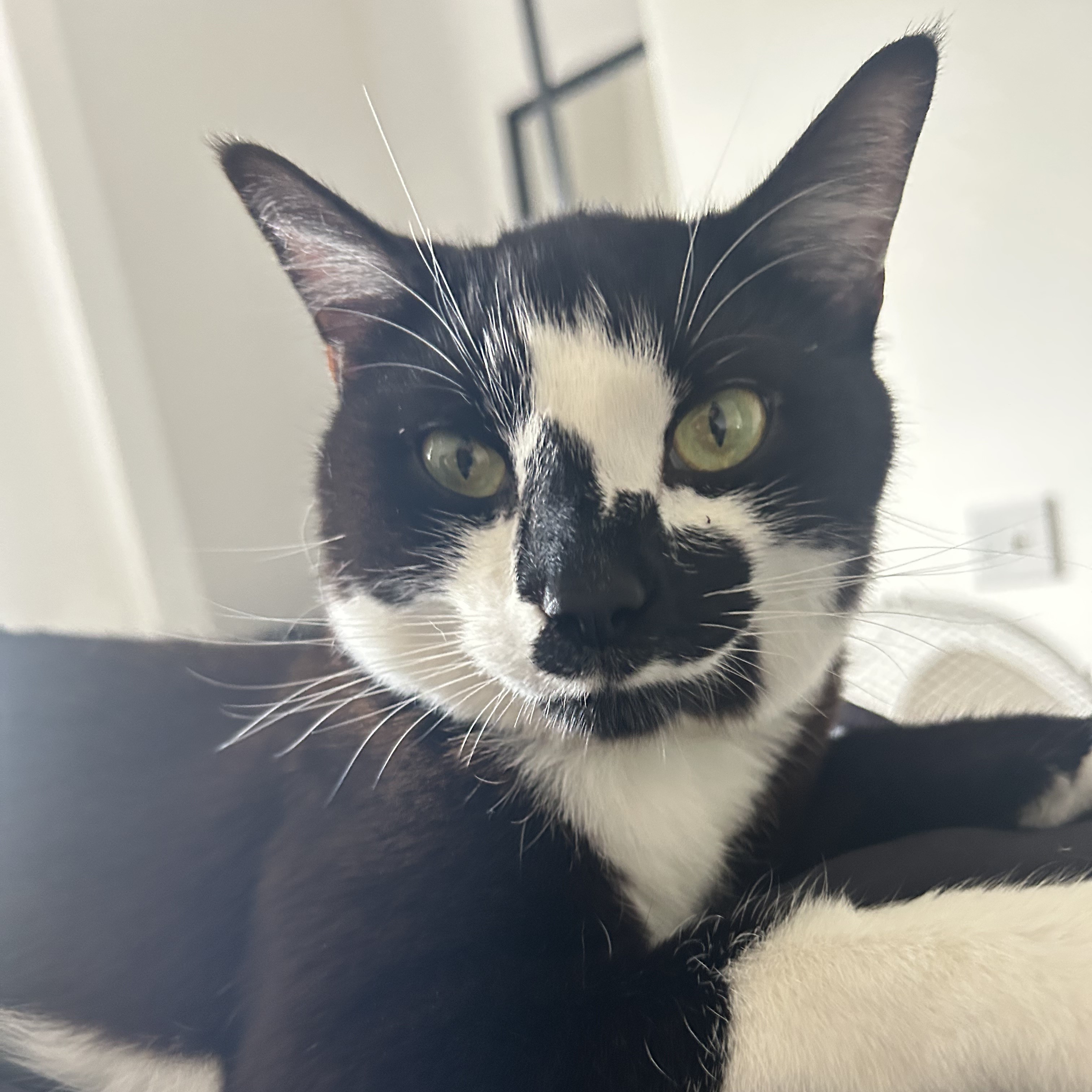 Meet the cats
